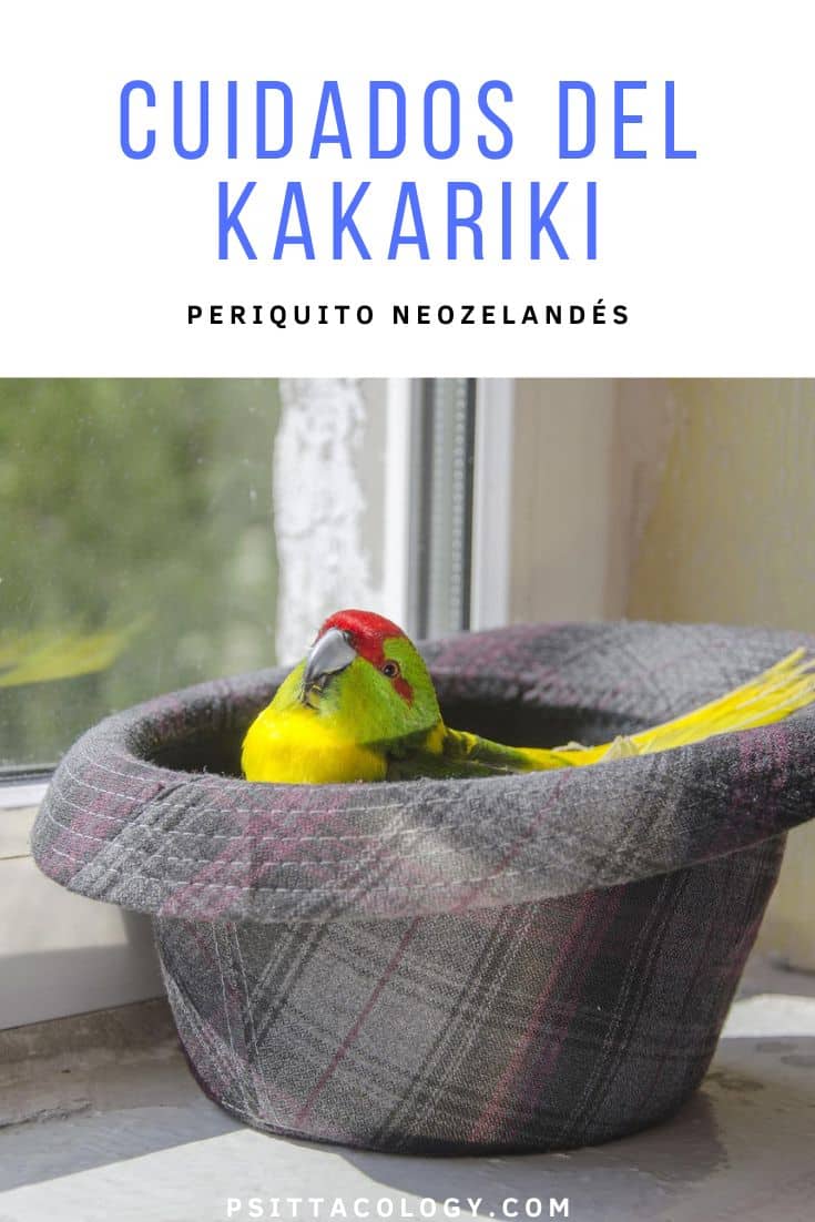 Periquito kakariki en un sombrero.