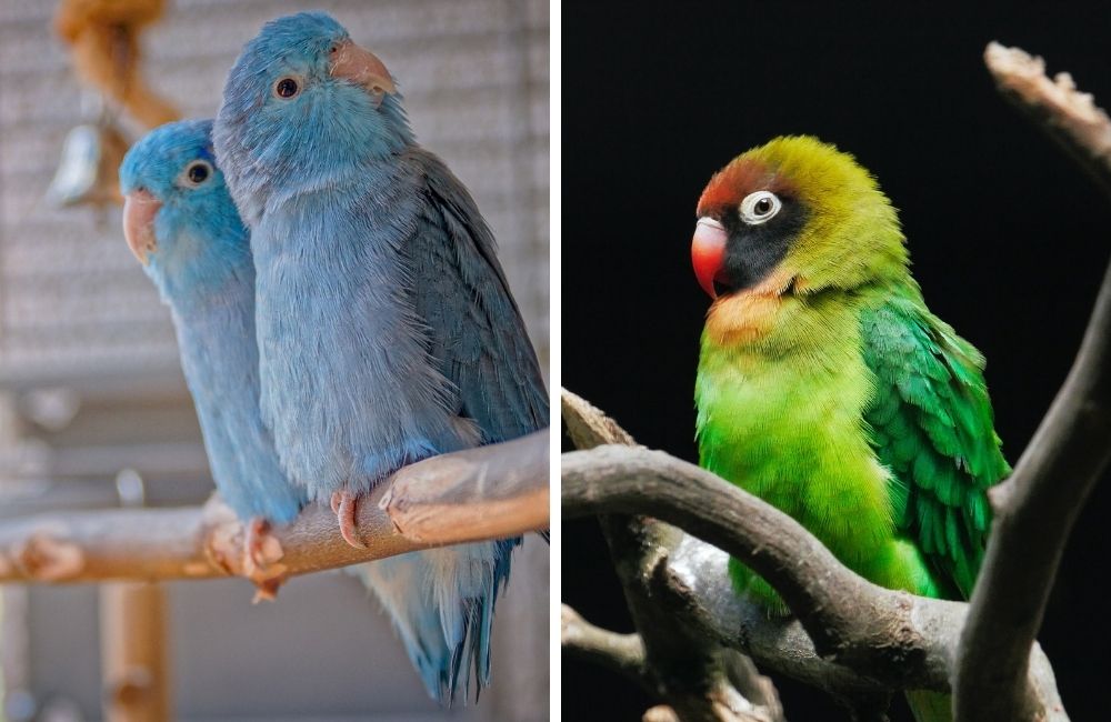 Side-by-side of parrotlet (Forpus) and lovebird (Agapornis)