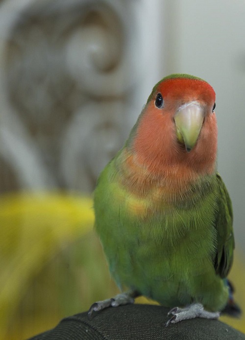 Peach-faced lovebird, Agapornis roseicollis, a popular small parrot