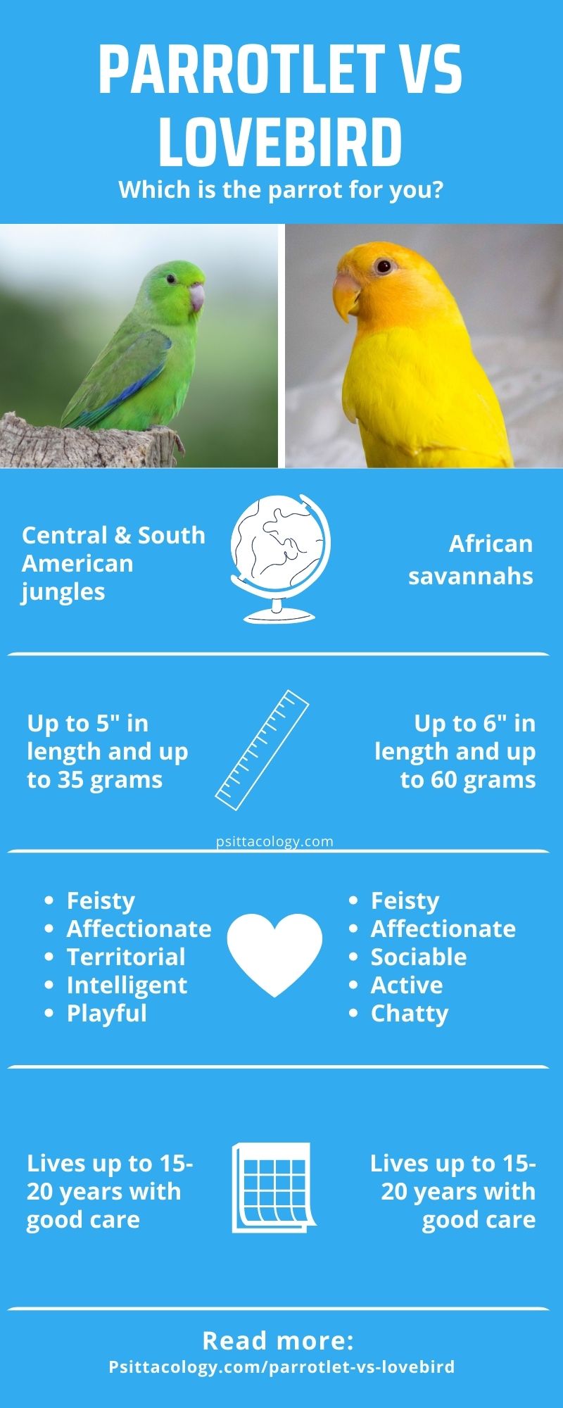 Infographic comparing parrotlet vs lovebird parrots