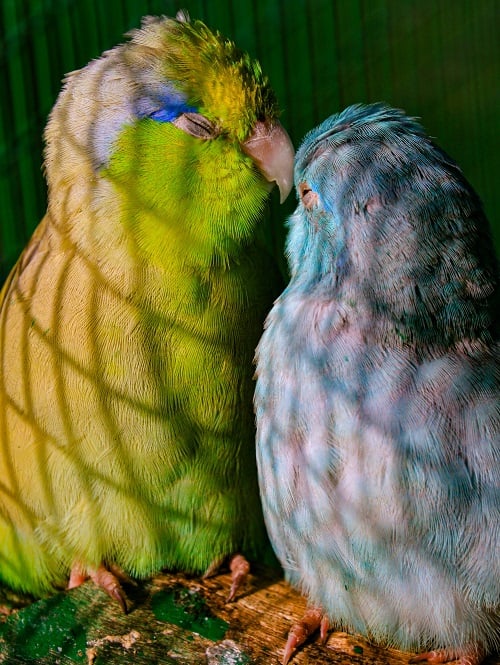 Green and blue parrotlet (Forpus) couple 