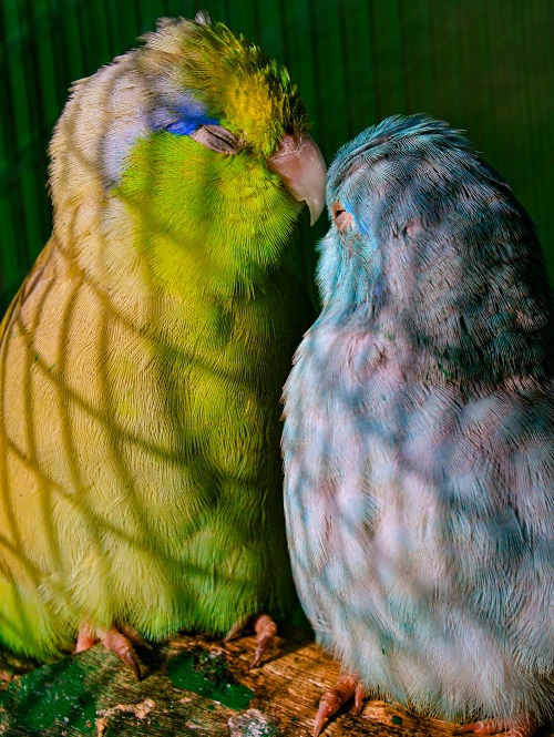 Green and blue parrotlet (Forpus) couple