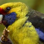 Green rosella parakeet