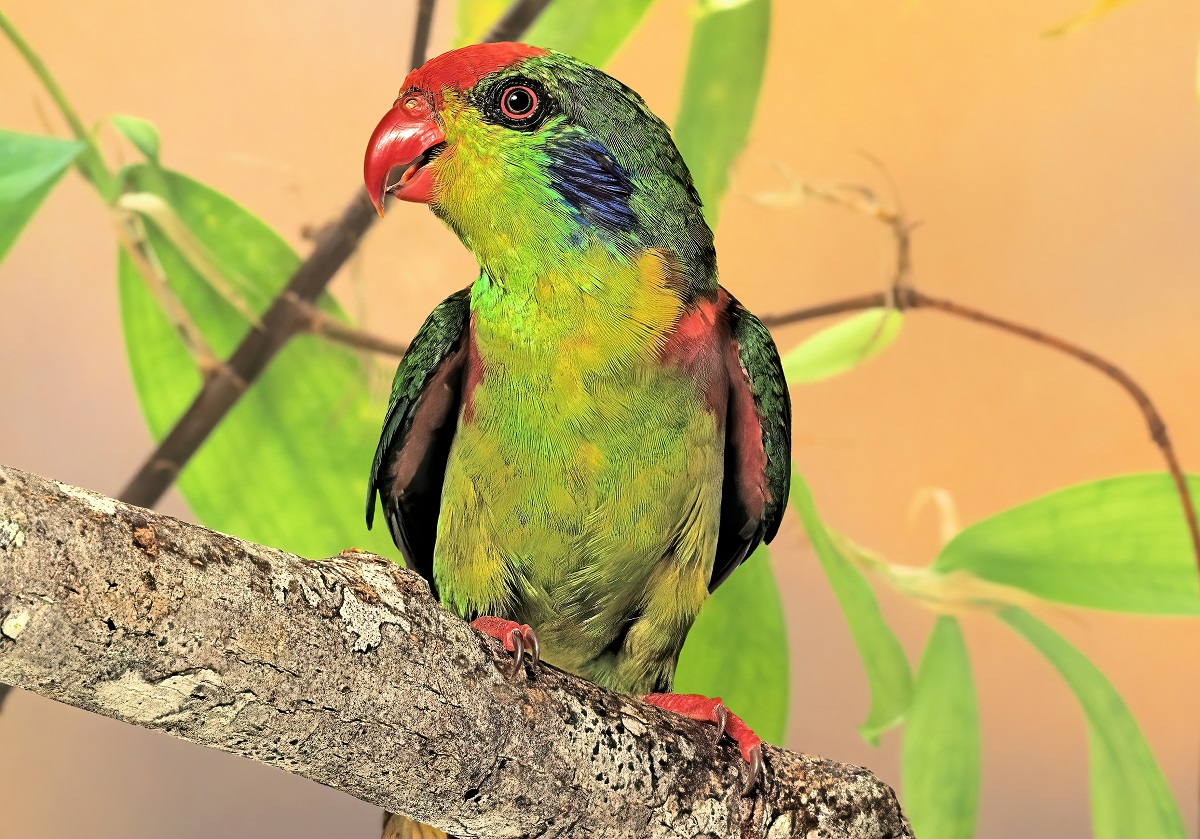 Hypocharmosyna rubronotata or red-fronted lorikeet