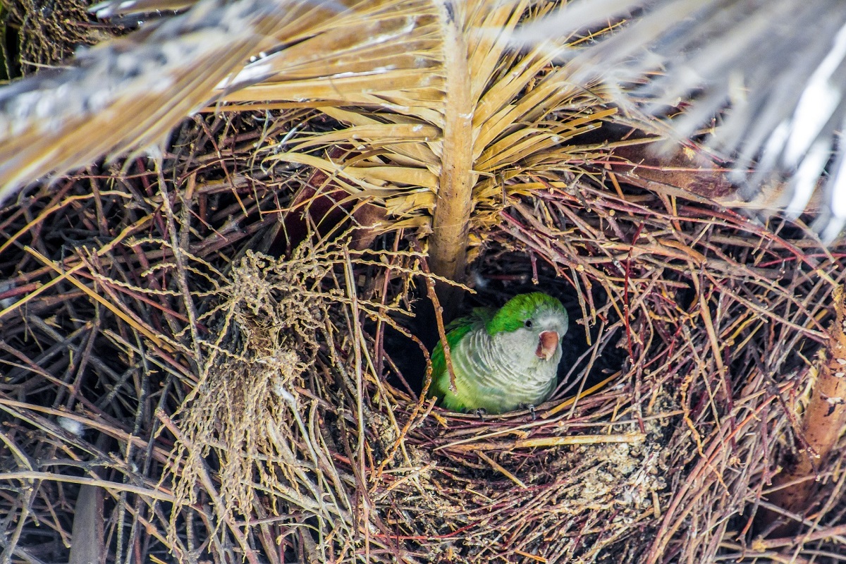 Quaker parrot nest with bird inside.