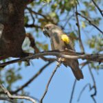 Rüppell's parrot (Poicephalus rueppellii) in a tree.