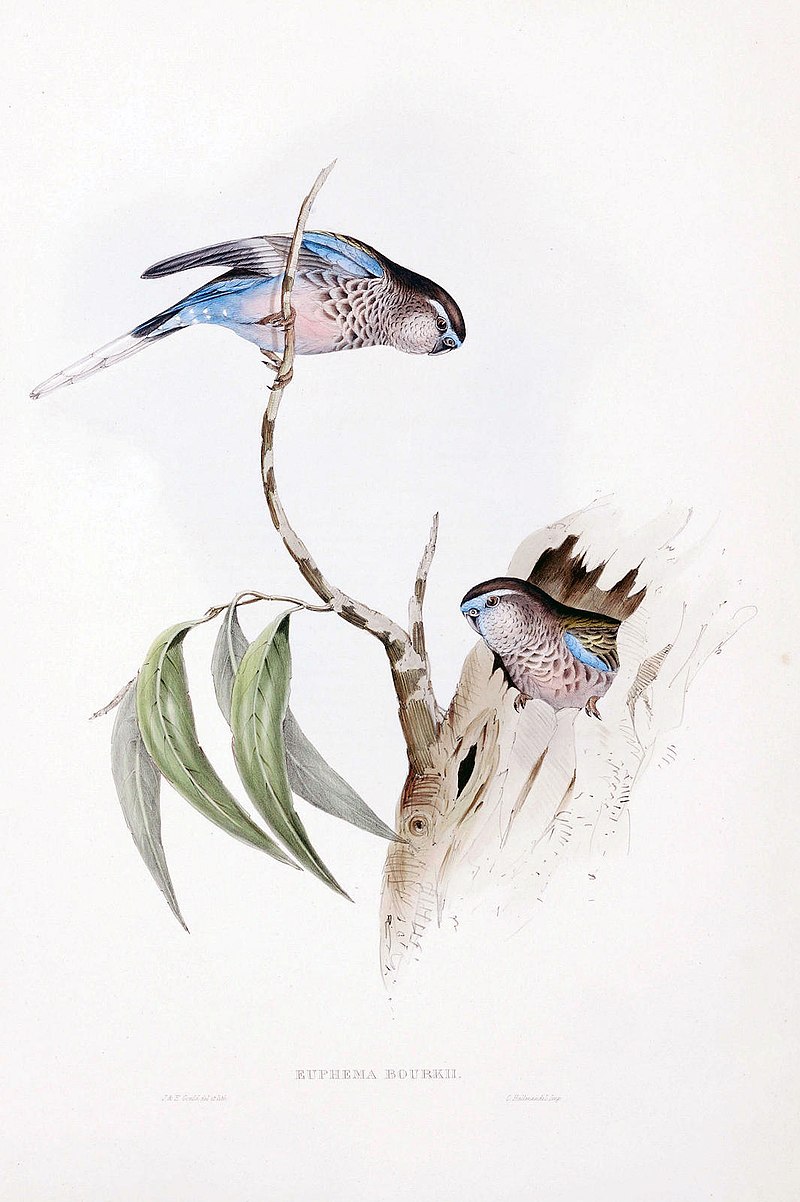 Vintage Bourke's parakeet illustration from Gould's "Birds of Australia".