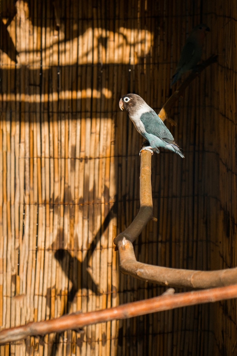 Agapornis personatus lovebird on a perch.