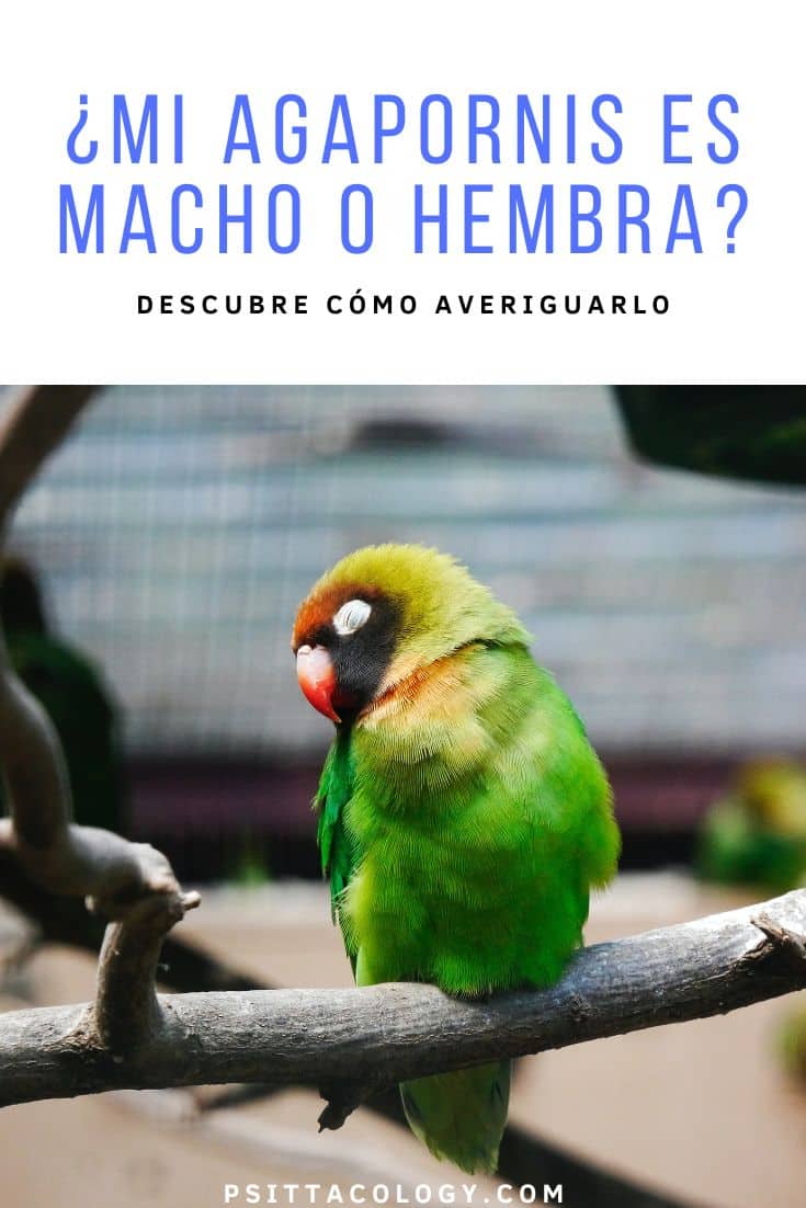 Lorito Agapornis durmiendo | Cómo saber si un Agapornis es macho o hembra