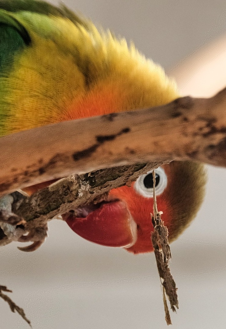 Fischer's lovebird peeking from behind a branch perch.
