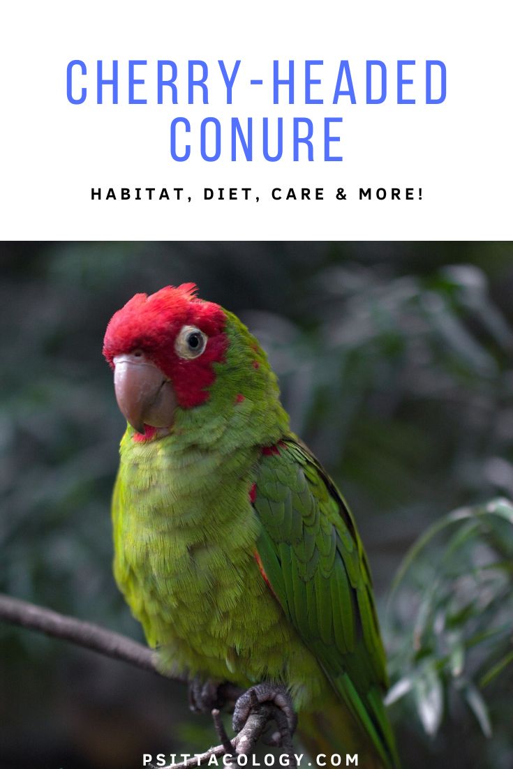 Psittacara erythrogenys, better known as the cherry-headed conure or red-masked parakeet.