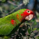 Cherry-headed conure, a neotropical parrot species.