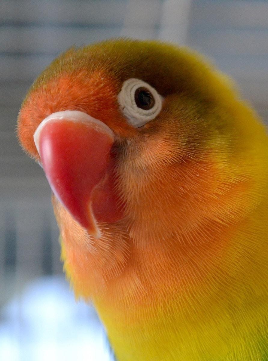 Agapornis fischeri lovebird headshot (close-up). 