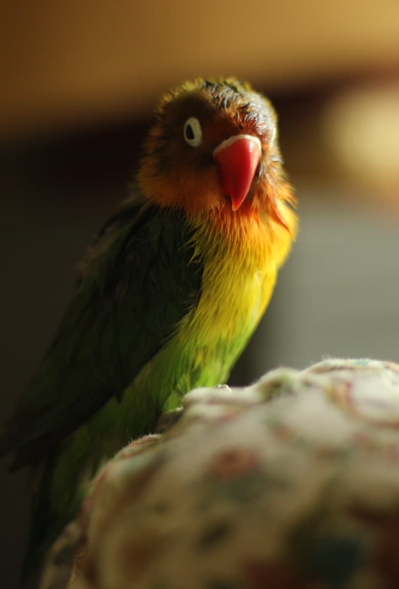Wet Fischer's lovebird, a popular pet parrot, after a bath.