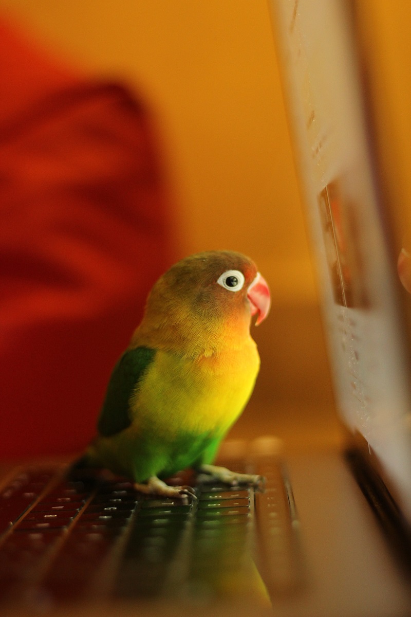 Agapornis fischeri parrot sat on laptop looking at the screen.