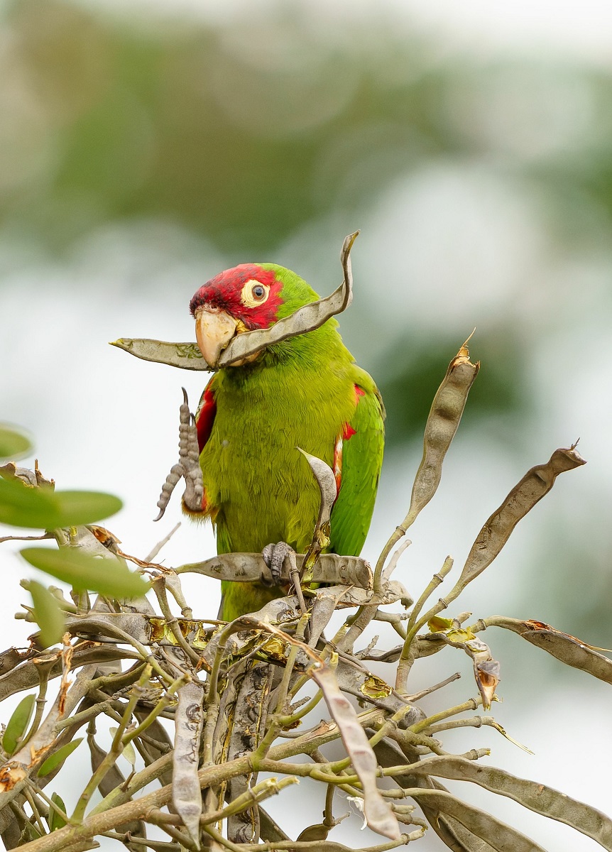 Psittacara erythrogenys, antes Aratinga erythrogenys, un loro sudamericano colorido comiendo semillar en un árbol