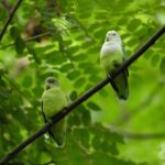 Grey-headed Lovebird - Agapornis canus pair in a tree.