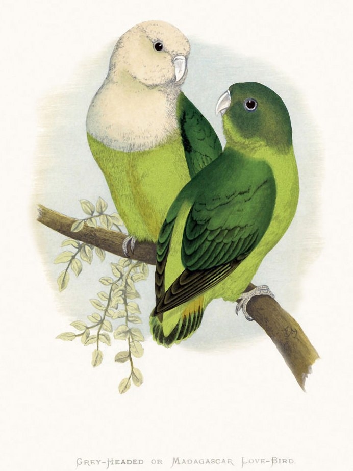 Inseparable malgache (Agapornis canus) ilustración vintage.