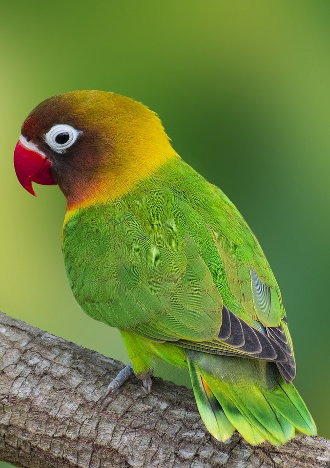 Agapornis fischeri (Fischer's lovebird), one of the 9 types of lovebirds in existence.