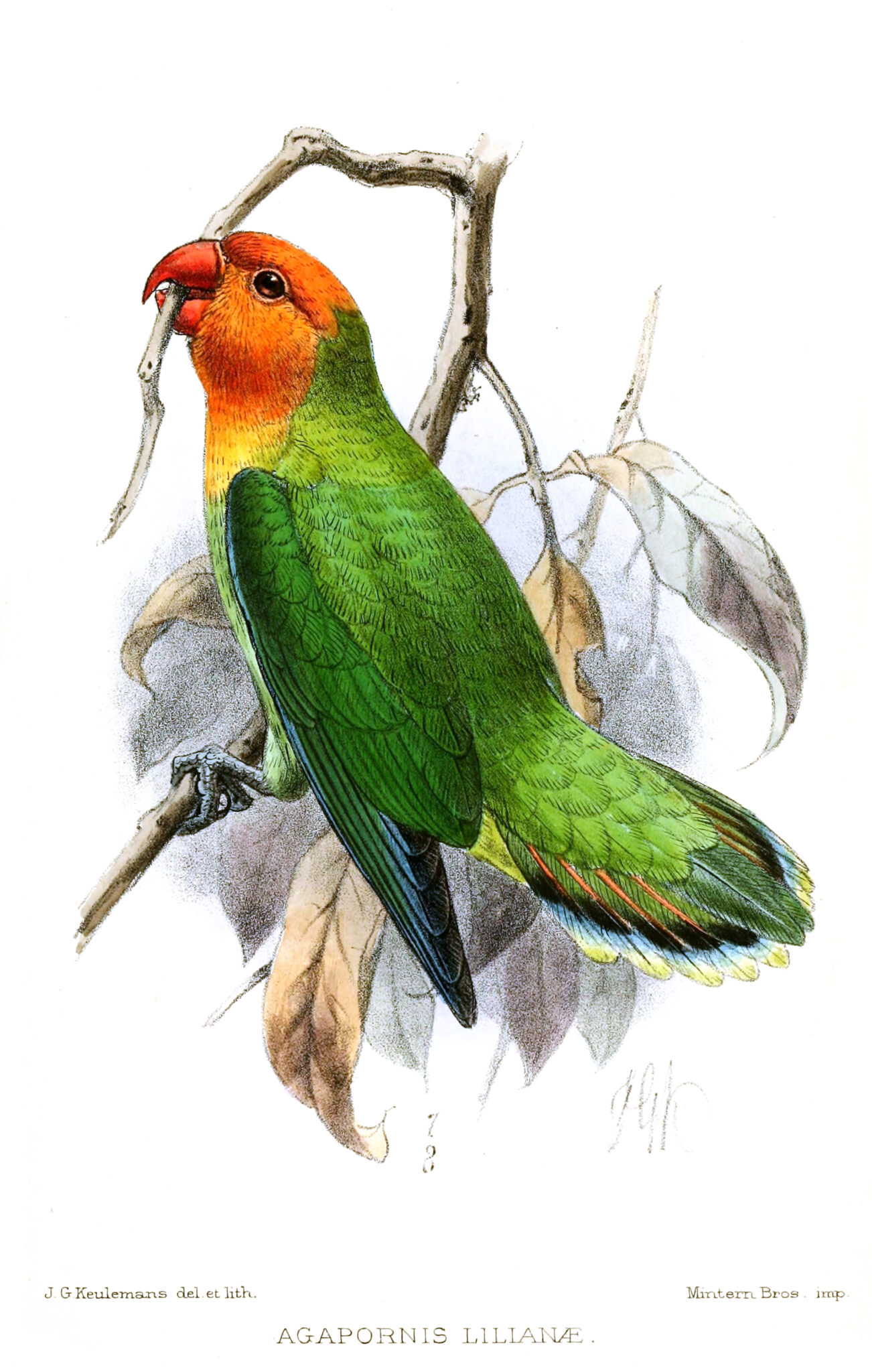 Ilustración vintage de Agapornis lilianae, un pequeño y colorido loro africano.