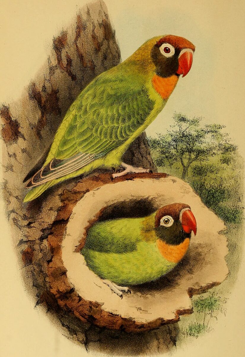 Agapornis nigrigenis, vintage illustration of black-cheeked lovebirds