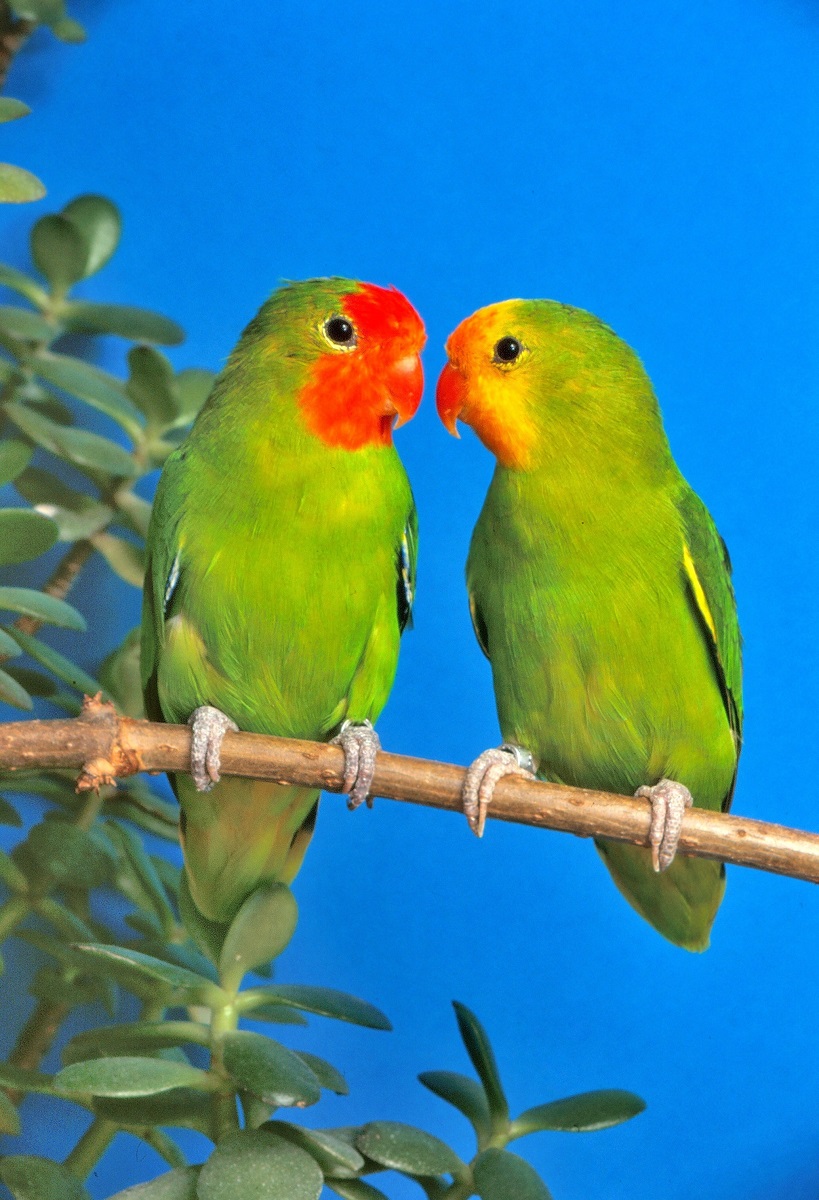 Agapornis pullarius (red-headed lovebird)