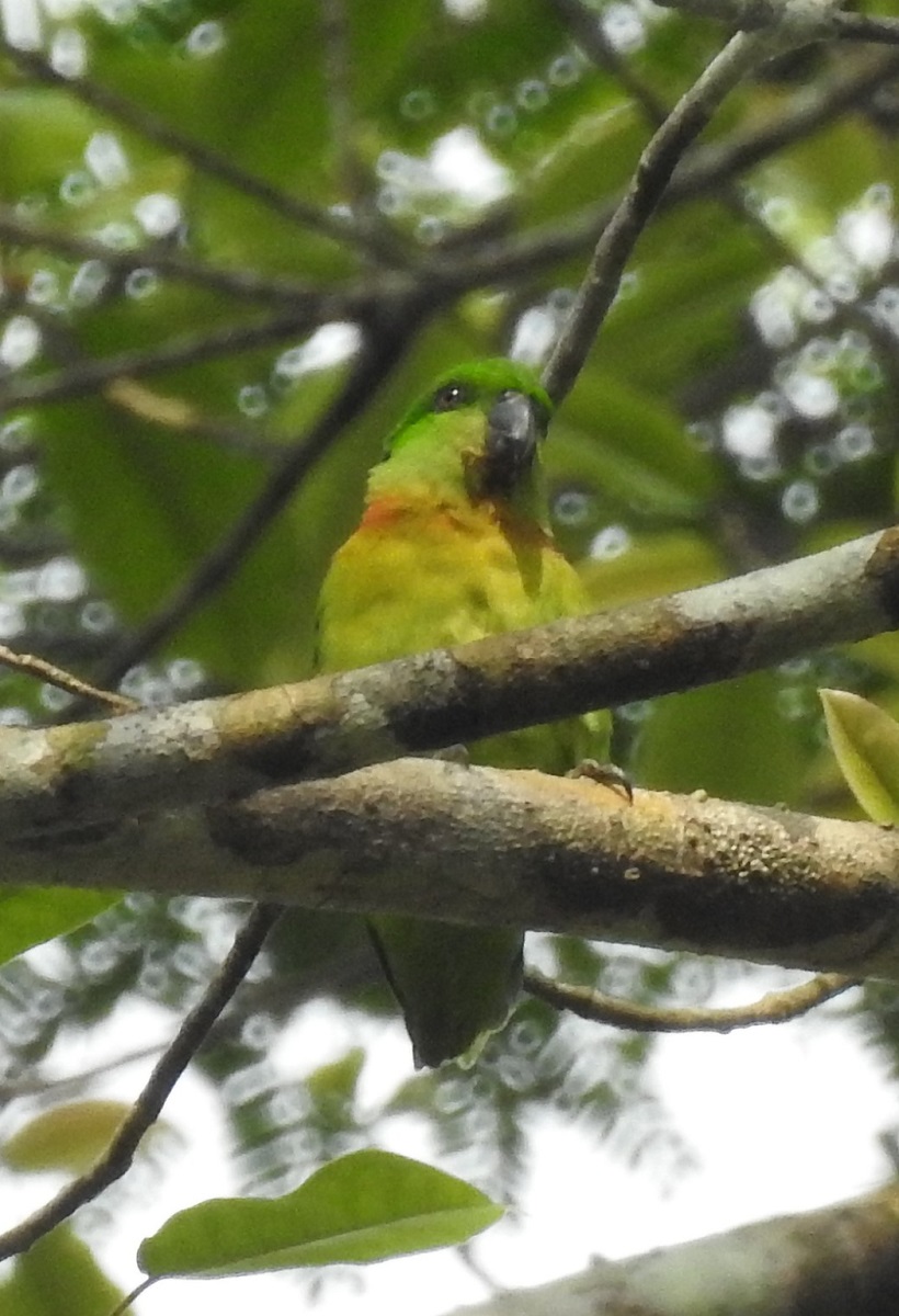 Agapornis swindernianus (black-collared lovebird)