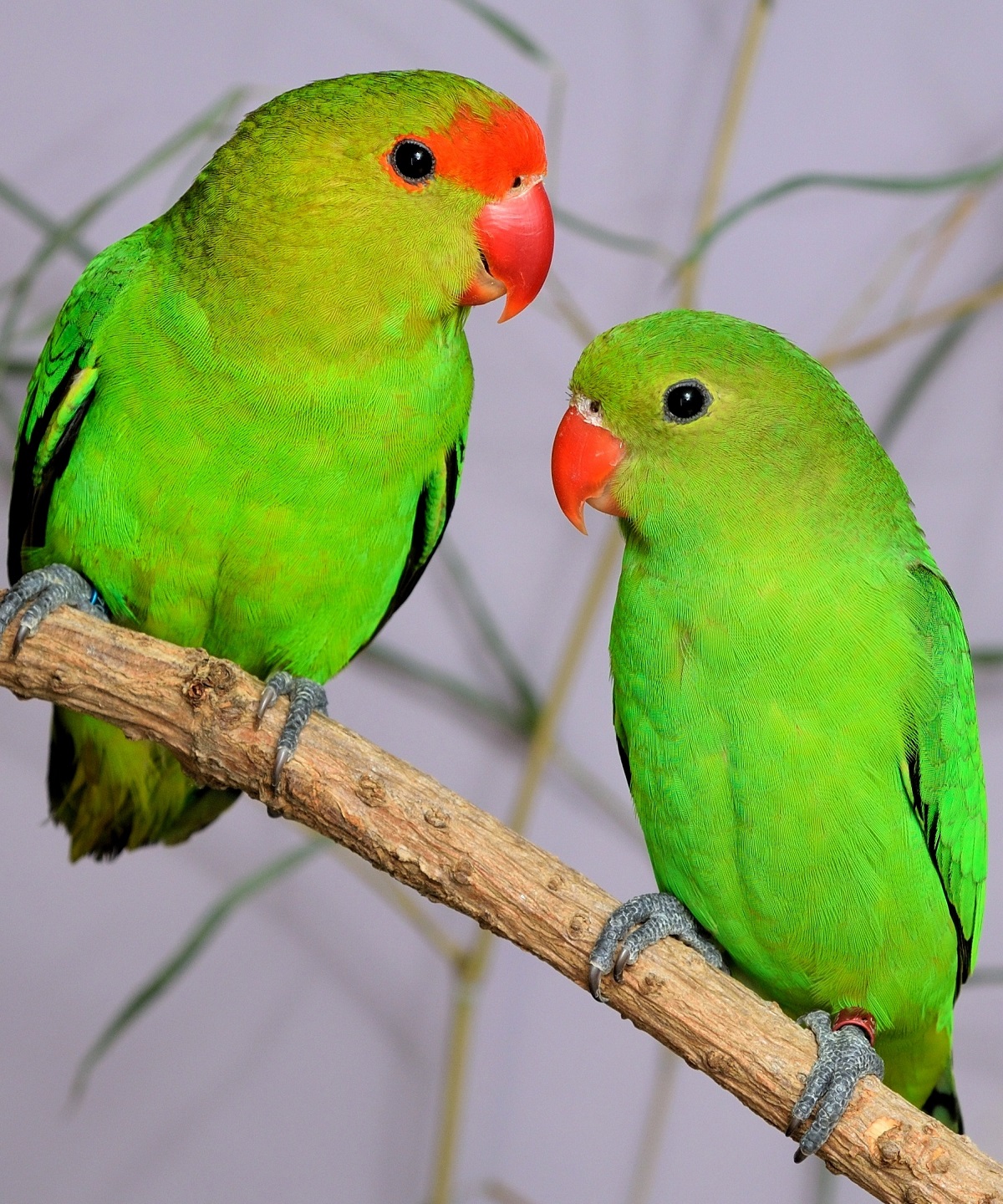 Agapornis taranta (black-winged lovebird)