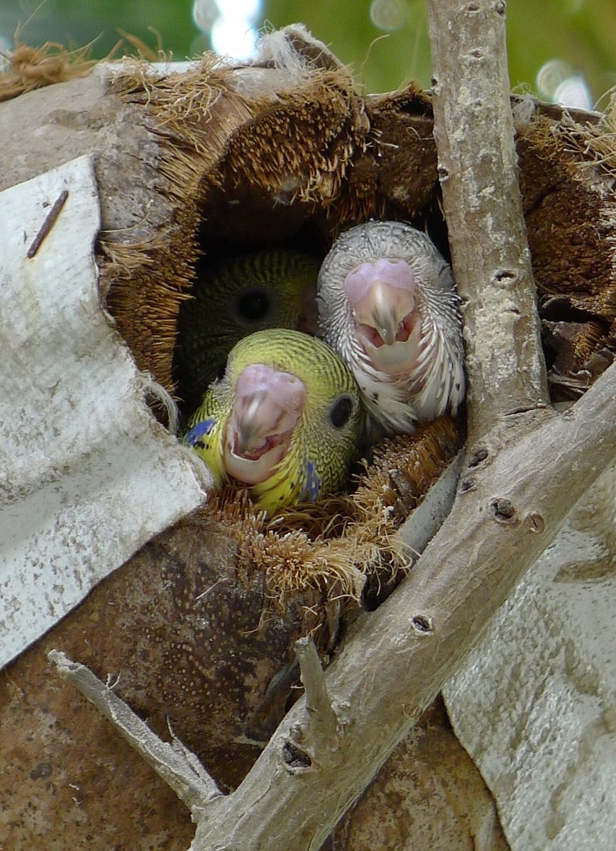Baby budgies peeking out of their coconut nest.