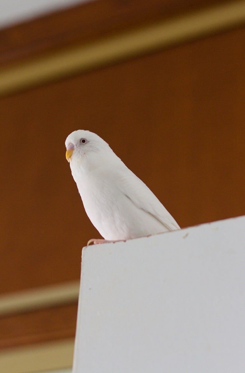 White budgie parakeet sitting alone on top of a door.