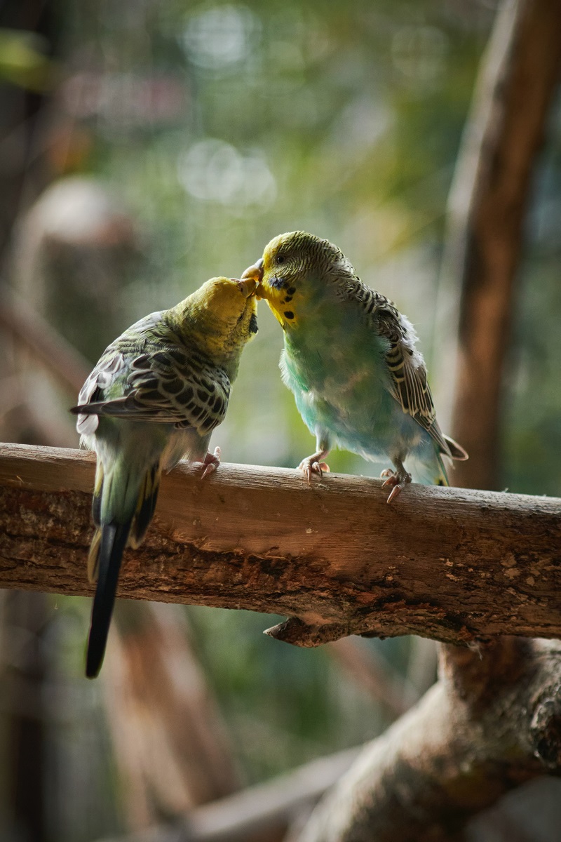 Two budgies preening each other in aviary, shallow focus.