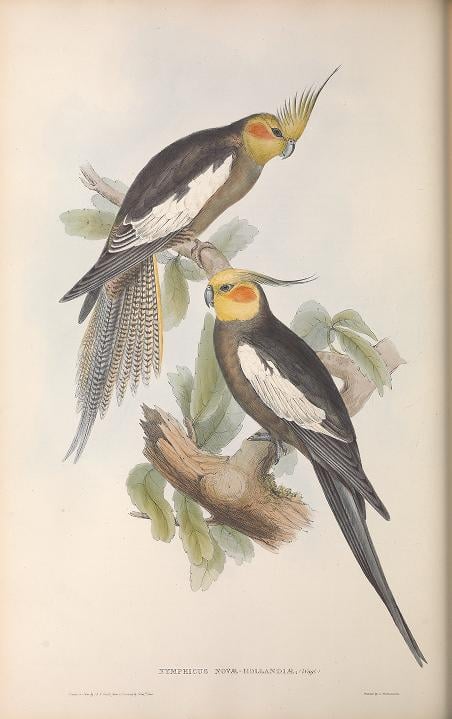 Cockatiel illustration from The Birds of Australia (1840-1848) by John Gould.