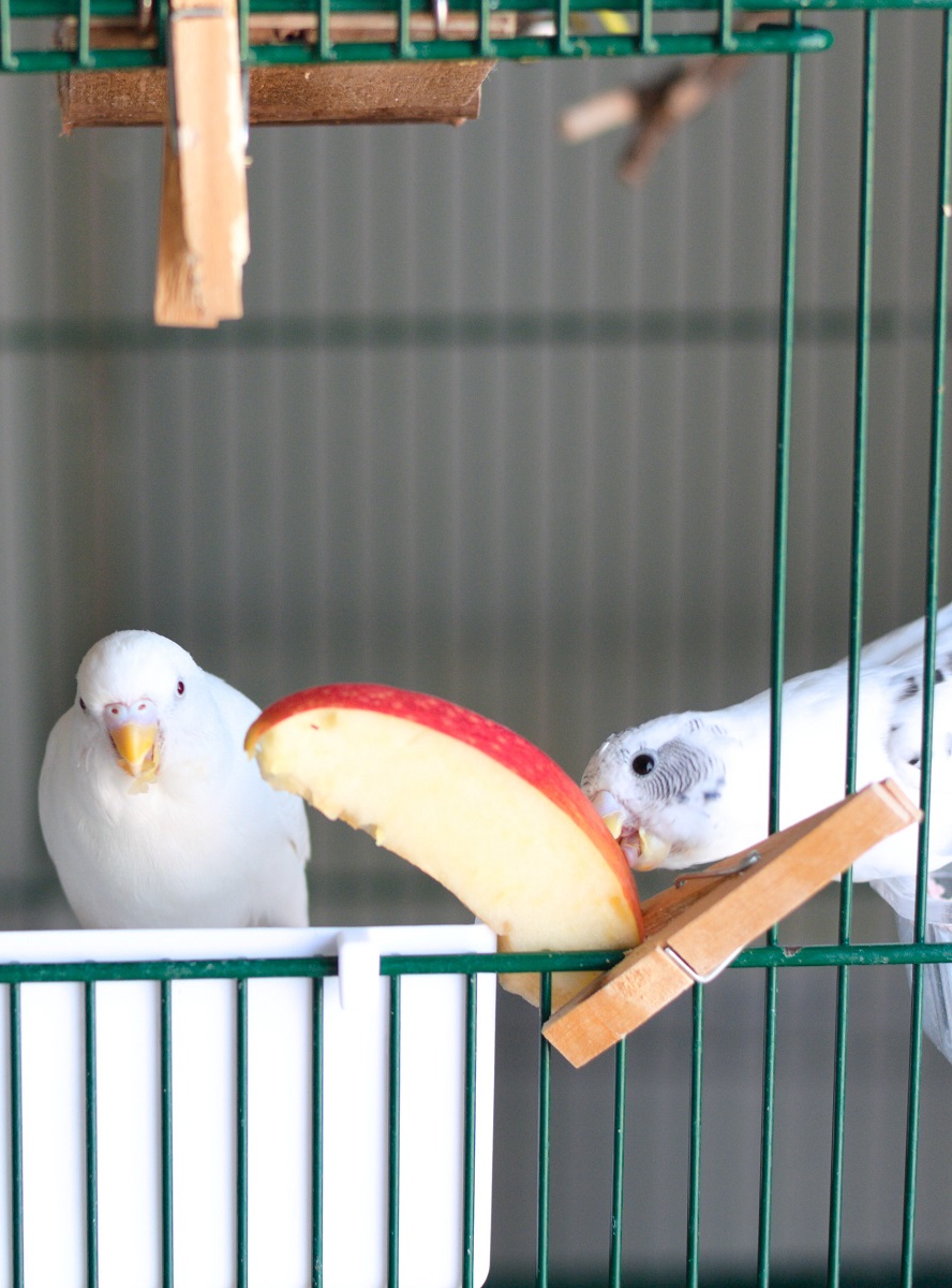 Budgerigars in open cage eating a slice of apple. | Do parakeets mate for life?