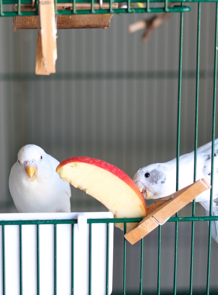 Budgerigars in open cage eating a slice of apple.