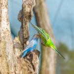 Green budgie parakeet flying towards blue parakeet sat on tree stump