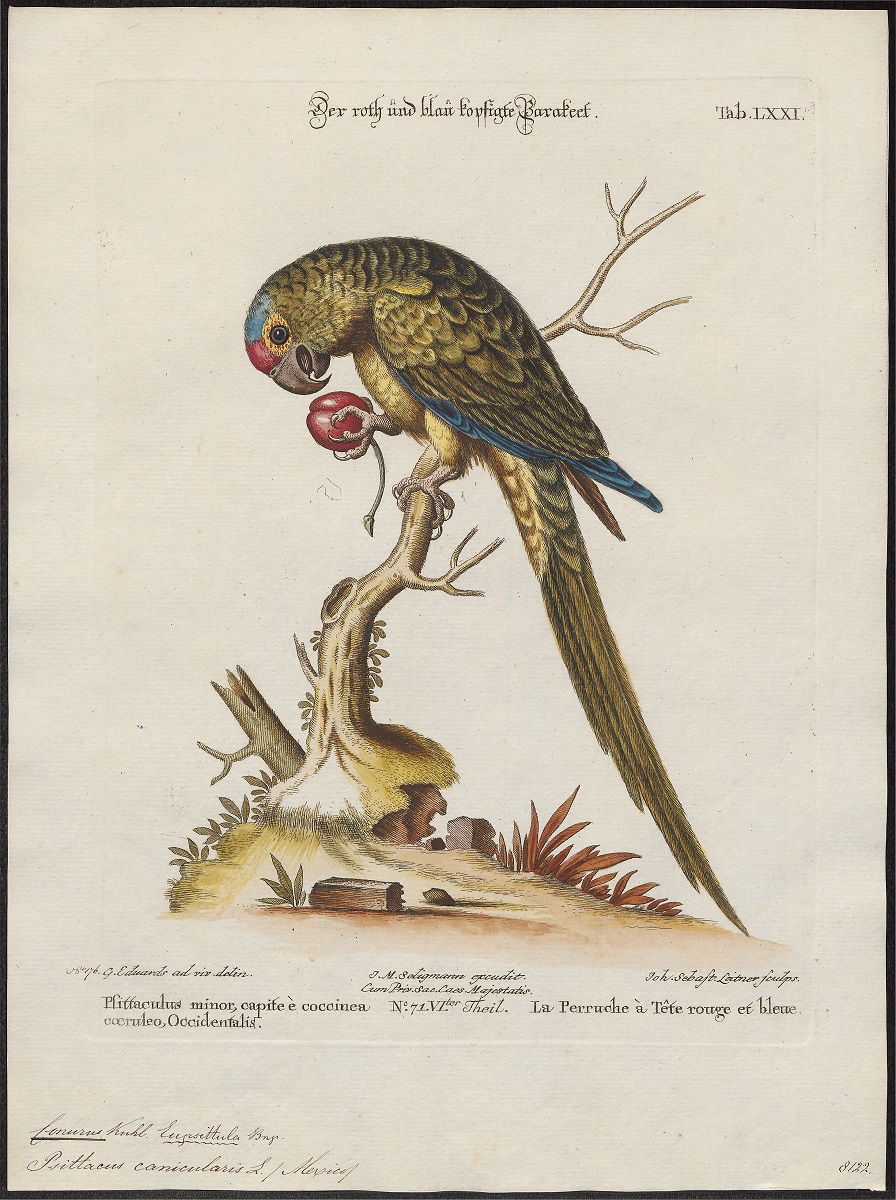 Ilustración antigua de Eupsittula canicularis. 