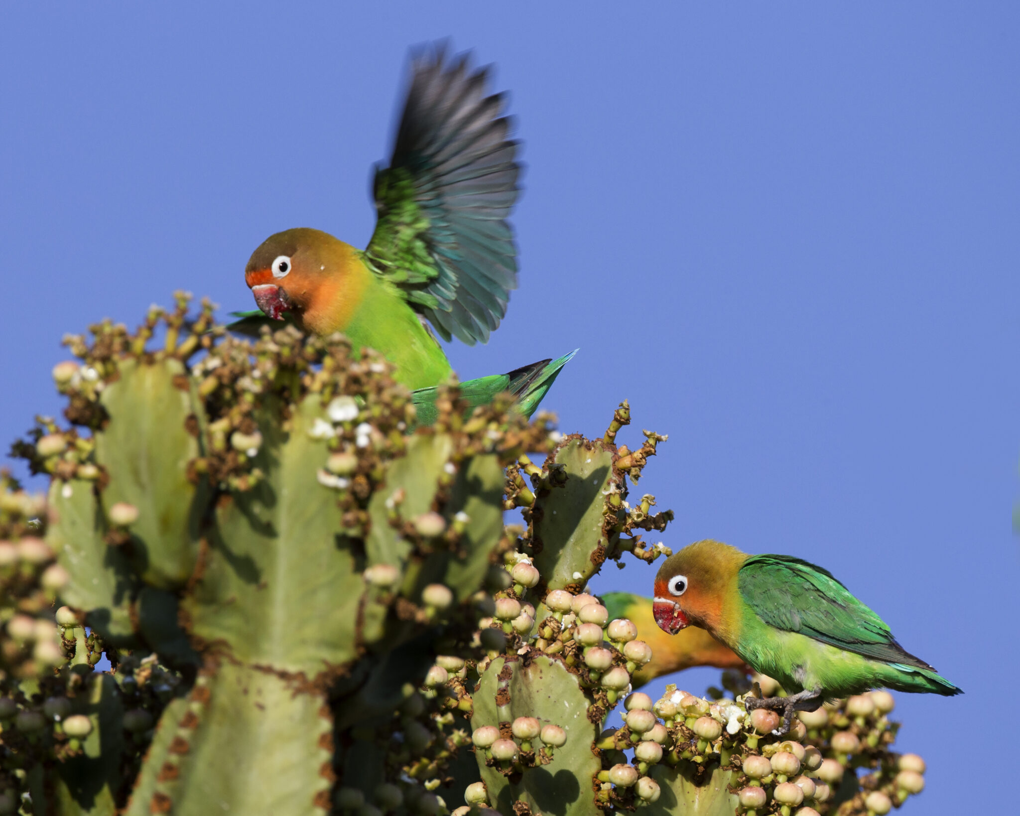 Ejemplares silvestres de loros Agapornis fischeri sentados sobre frutos de Euphorbia ingens y comiéndolos.