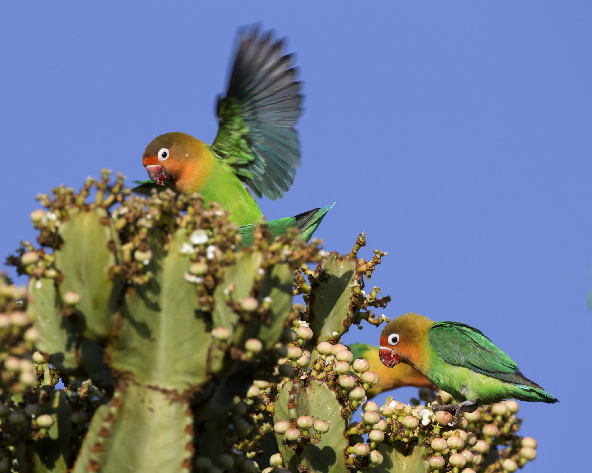 Wild specimens of Agapornis fischeri parrots sat on and eating fruits of Euphorbia ingens. 