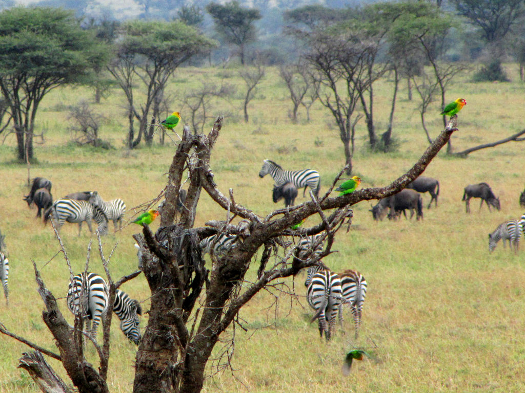 Wild Fischer's lovebirds sat in dead tree among zebra and wildebeest in the savannah of the Serengeti National Park in Tanzania.