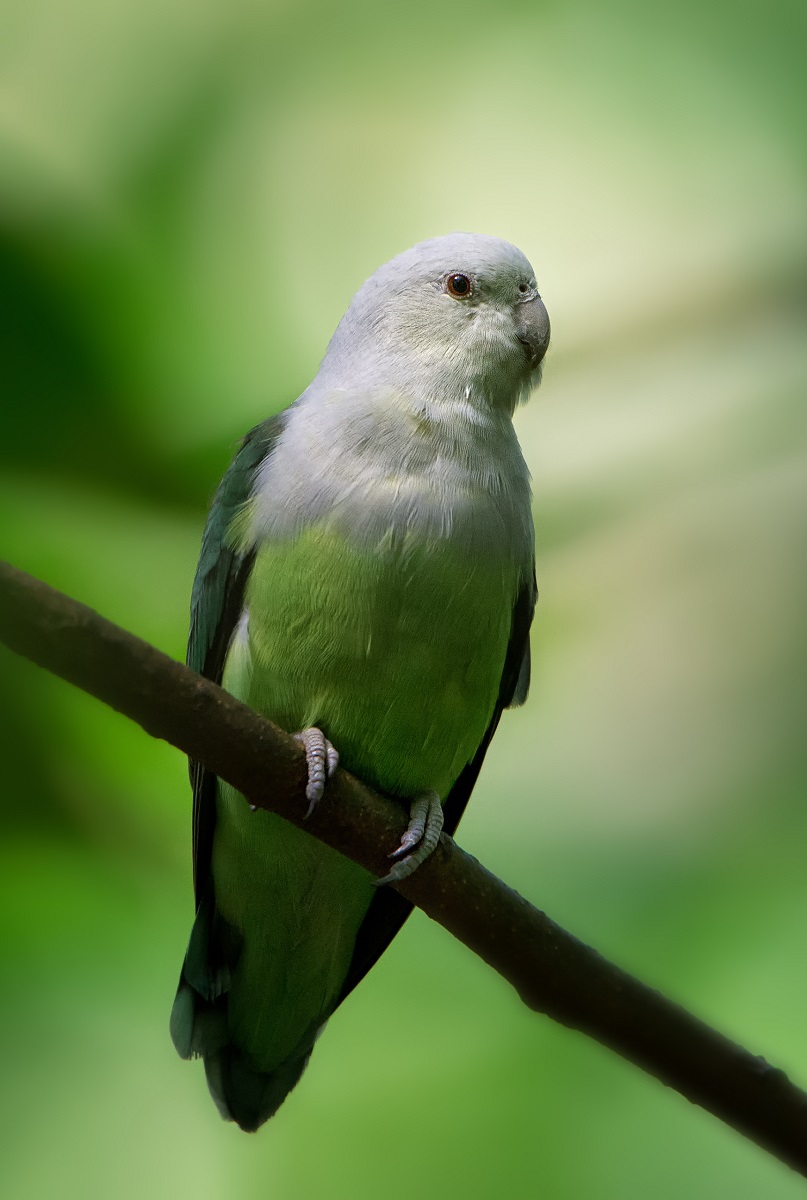 Grey-headed lovebird, Agapornis canus