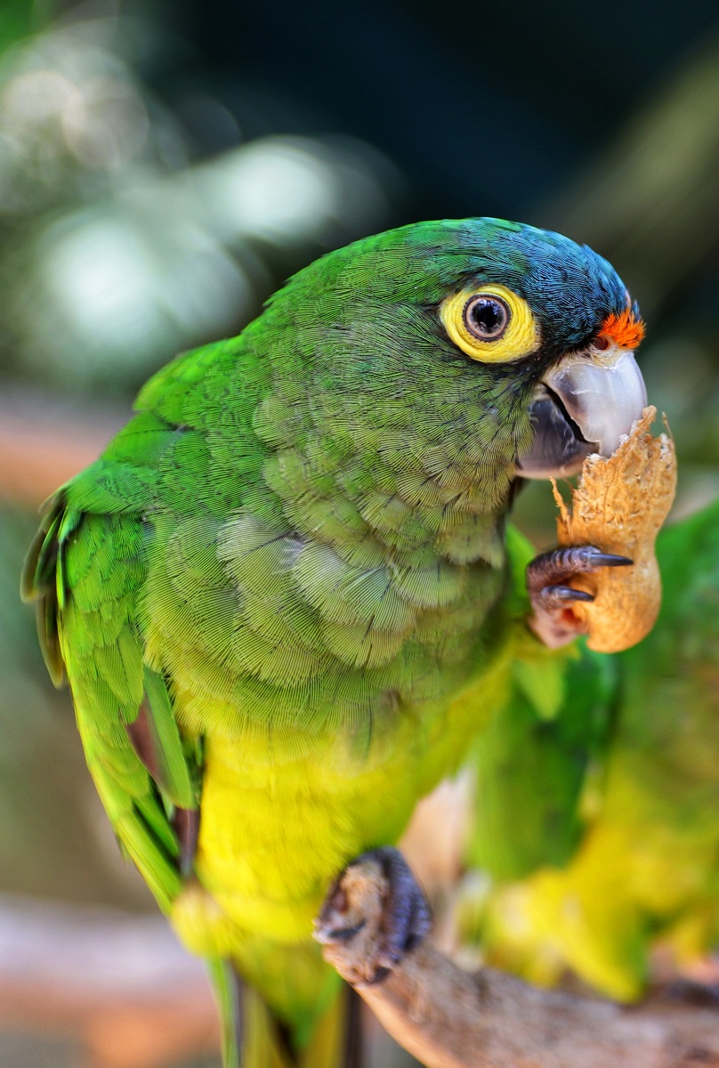 Perico atolero comiendo un cacahuete.