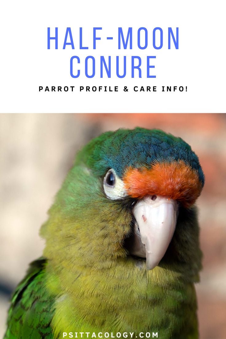 Headshot of half-moon conure, a popular pet parrot.