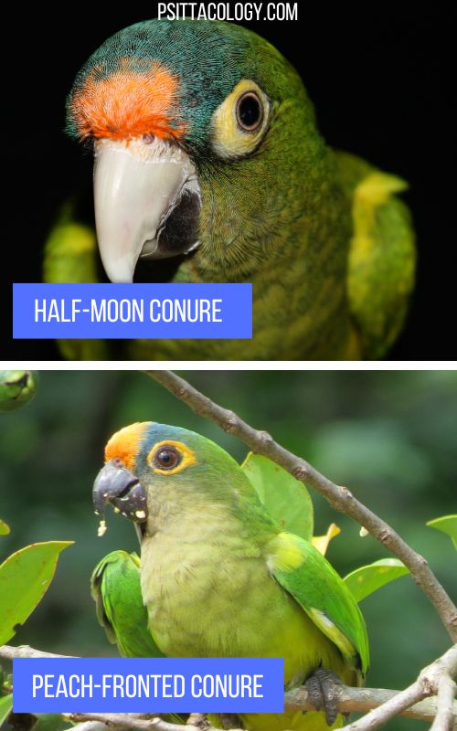 Split image comparing photographs of half-moon conure (top) and peach-fronted conure (bottom).