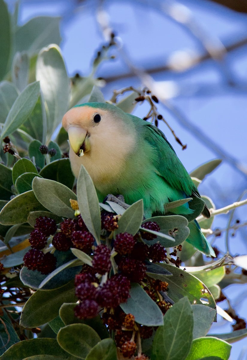Lovebird eating buttonwood (Conocarpus) fruit.