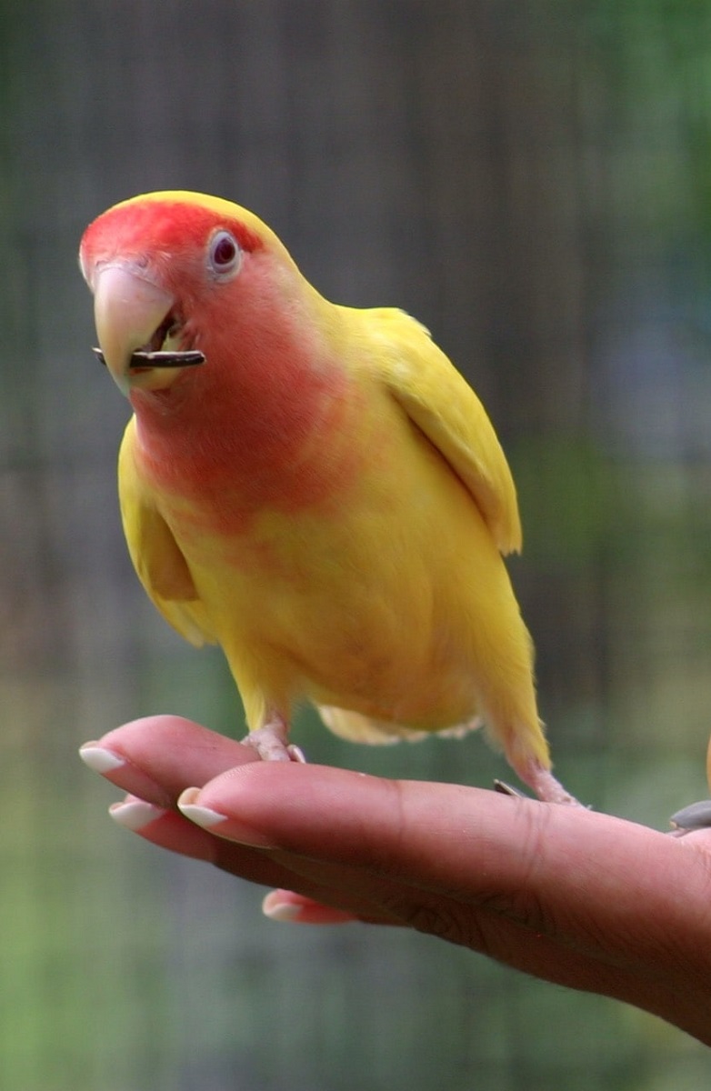 Leucistic lovebird sitting on someone's hand.