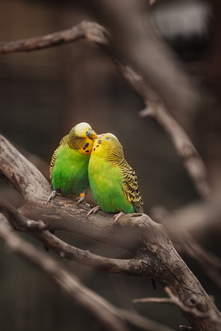 Do Parakeets Mate For Life? Psittacology