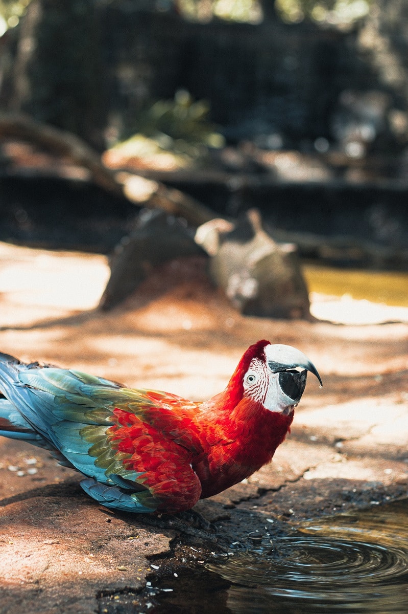 Red and blue macaw parrot drinking