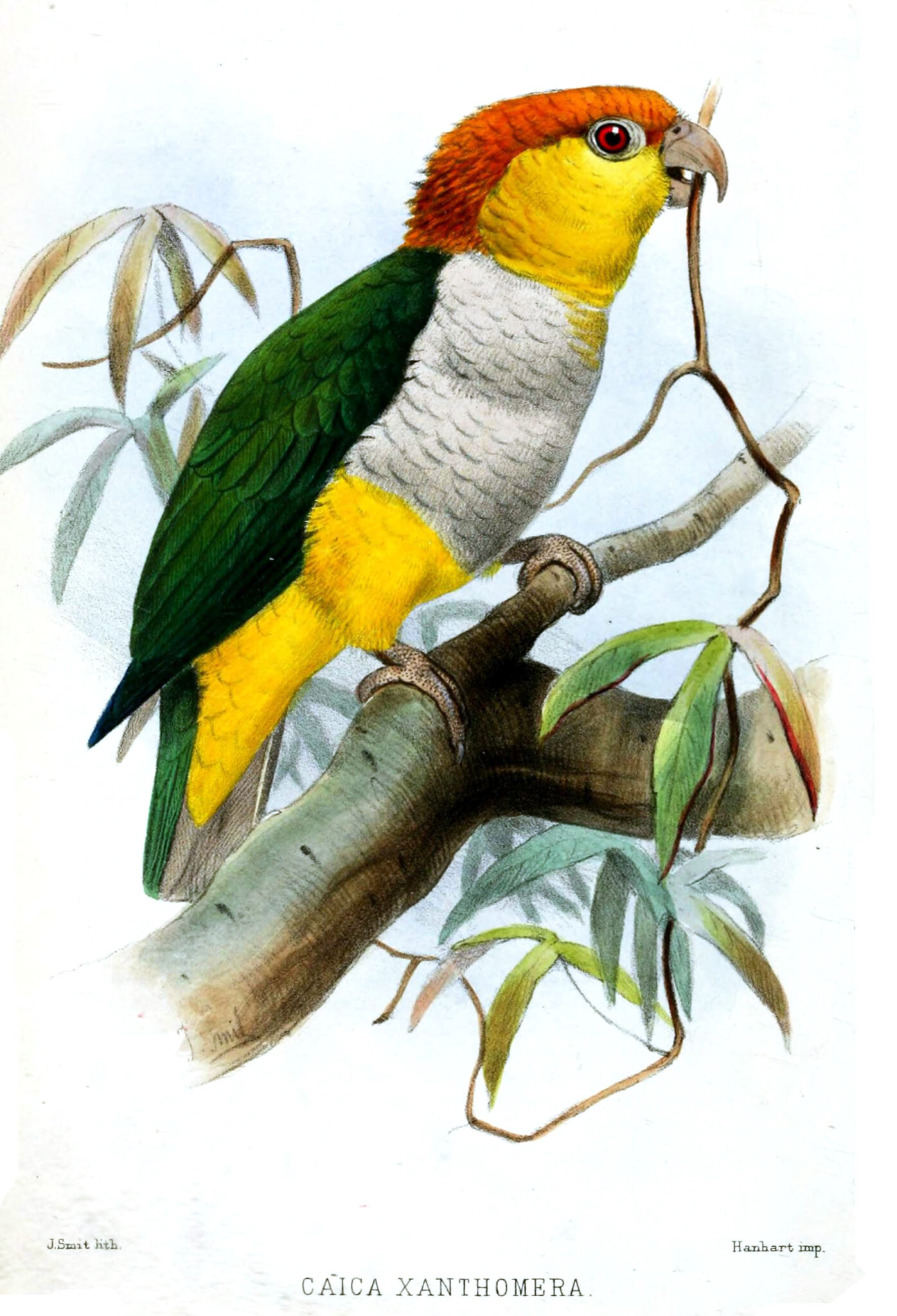 Vintage illustration of white-bellied caique.