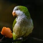 Cotorra argentina comiendo zanahoria | Todo sobre la comida para loros