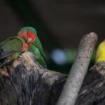 Types of lovebirds: Agapornis roseicollis or rosy-faced lovebird